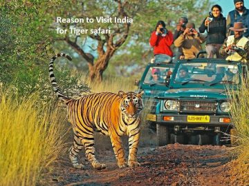 Reason to Visit India for Tiger safari