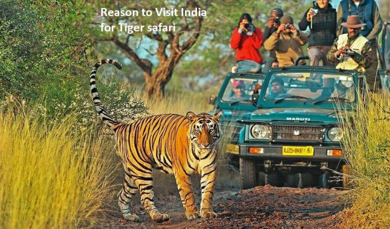 Reason to Visit India for Tiger safari