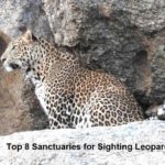 leopard sanctuary in-india