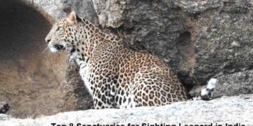 leopard sanctuary in-india