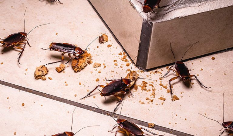 What Do You Do If Your House is Infested with Cockroach?