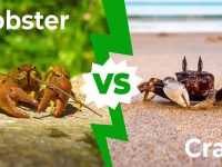 Difference Between Crab and Lobster
